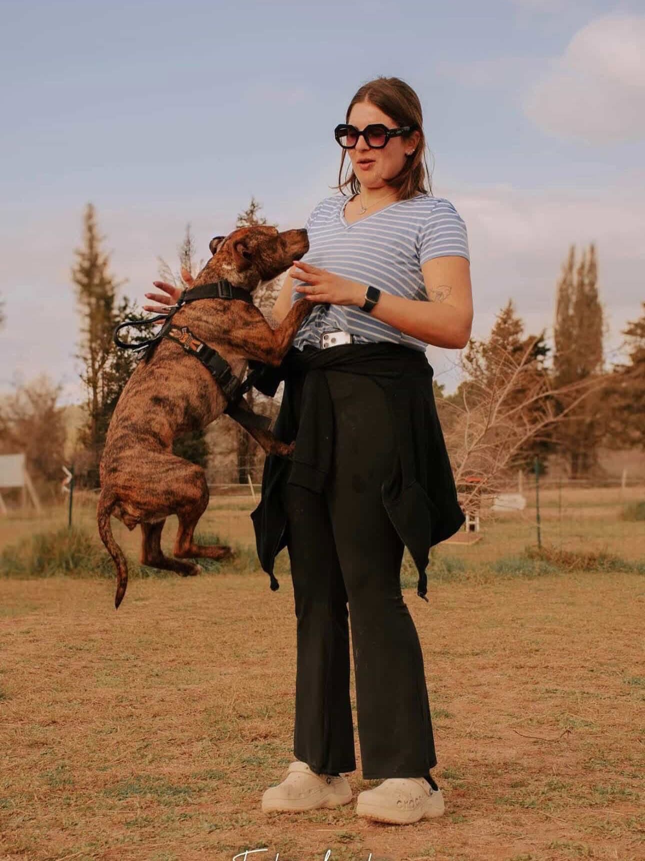 Chien bringé qui saute lors d'une séance d'éducation