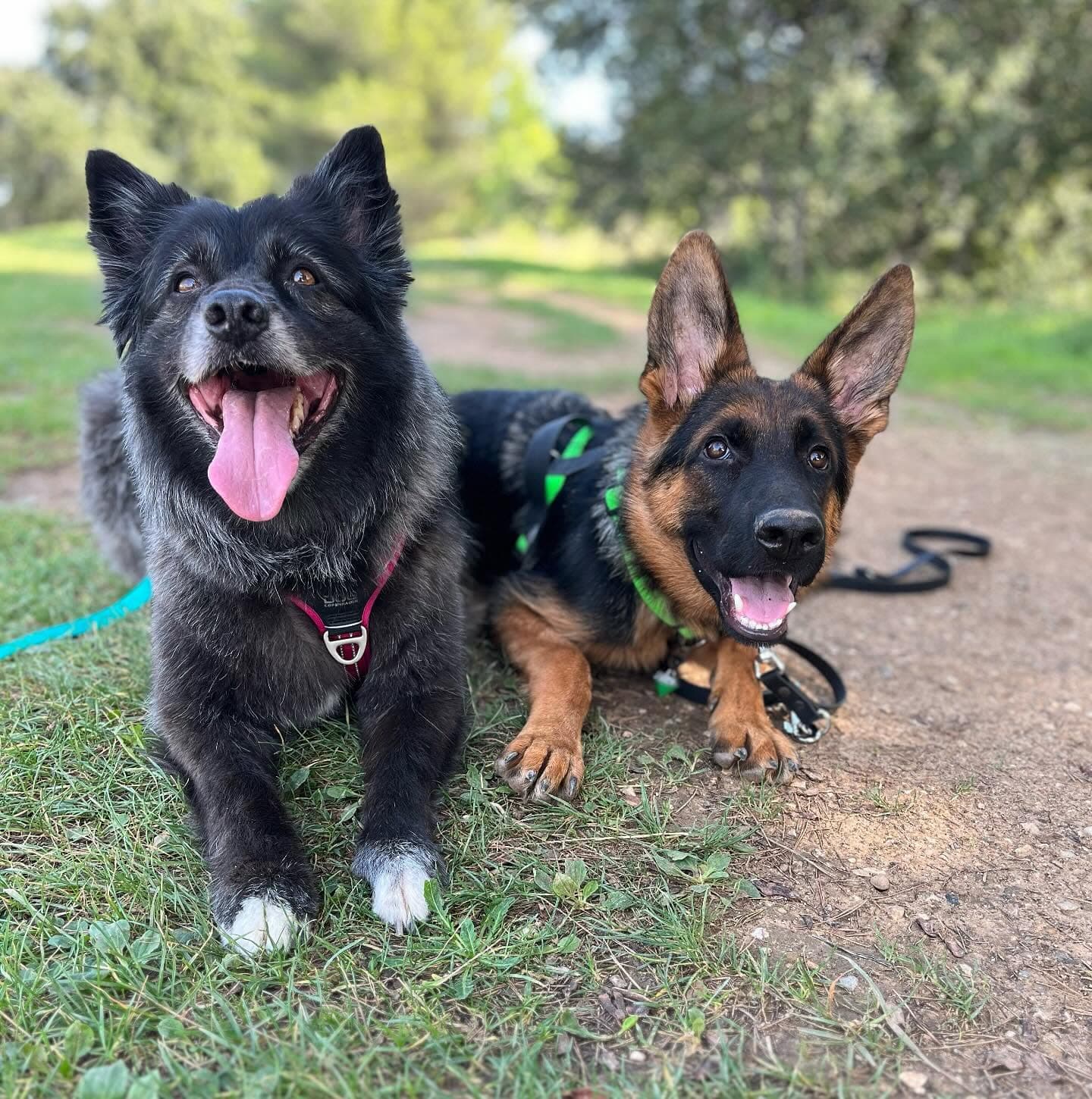 Deux chiens complices lors d'une balade au parc