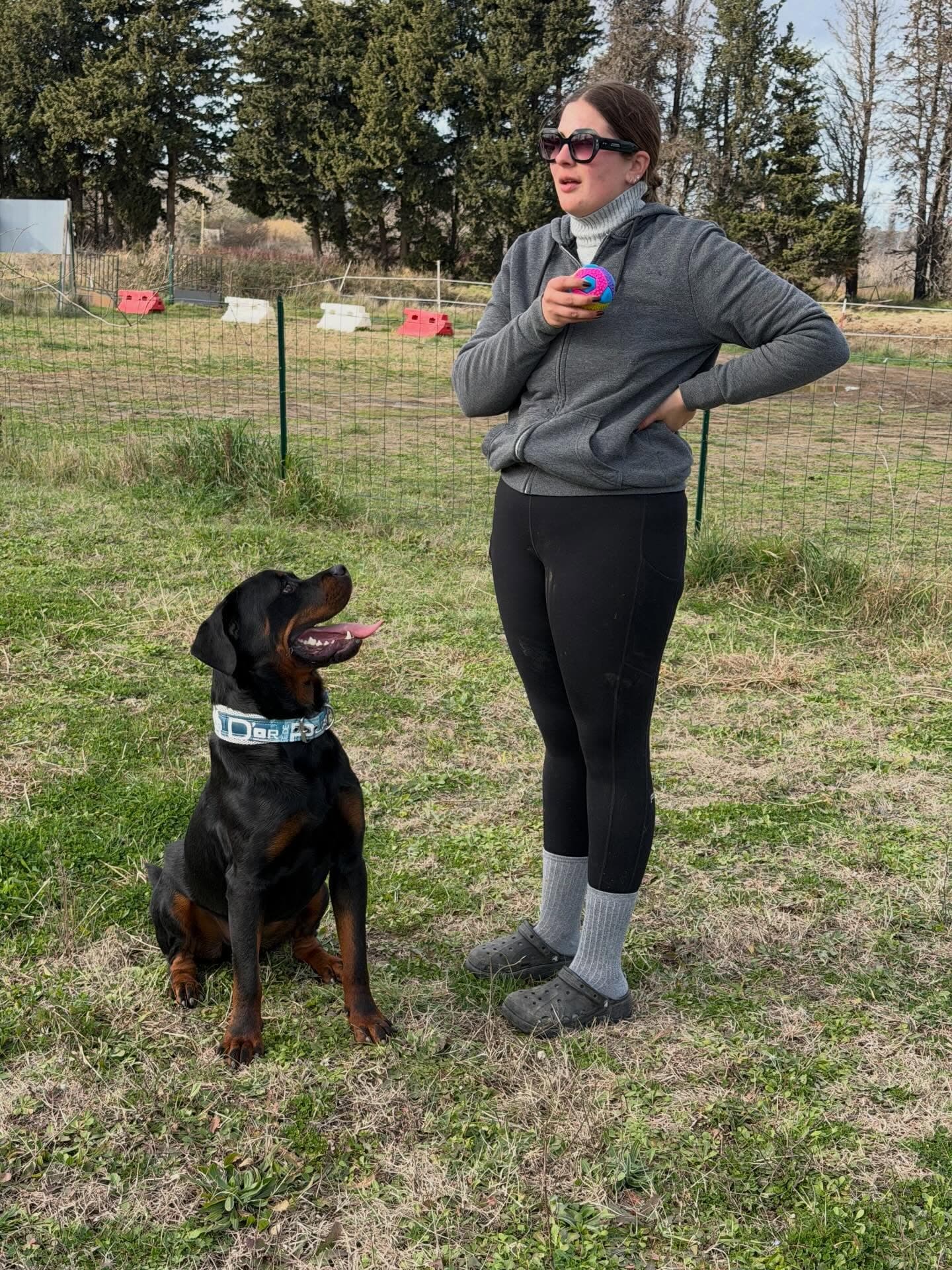 Éducation d'un rottweiler sur terrain en plein air